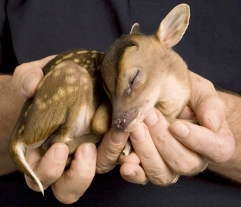 A cover of "fauna" cluster. The owner is maymaybae111. The cluster consists of 7 elements.