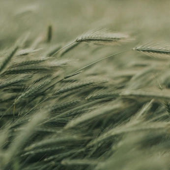 A cover of "nature" cluster. The owner is kassiamelox. The cluster consists of 178 elements.