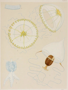 Plate 29, Volume 1 – Source