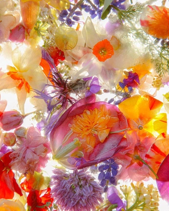 A cover of "Flowers" cluster. The owner is samuelcotterall. The cluster consists of 36 elements.