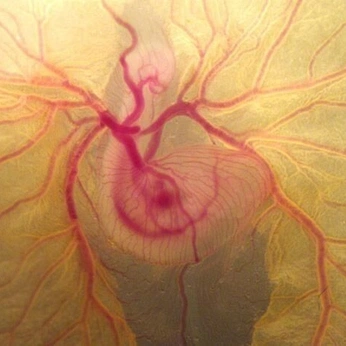 A cover of "life" cluster. The owner is blackholes. The cluster consists of 60 elements.