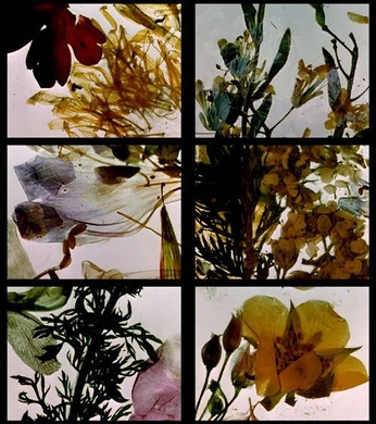 A cover of "ТЕПЛИЦЯ" cluster. The owner is sweeeezy. The cluster consists of 16 elements.