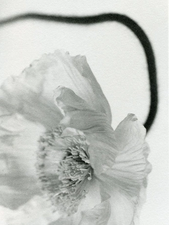 A cover of "ч/б" cluster. The owner is lunarsnowdrop. The cluster consists of 1 element.