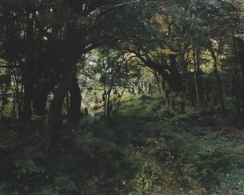 A cover of "woods" cluster. The owner is cino3. The cluster consists of 2 elements.