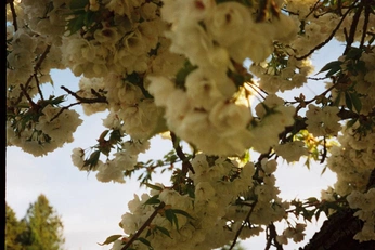 A cover of "flowers" cluster. The owner is miasalgado. The cluster consists of 1 element.