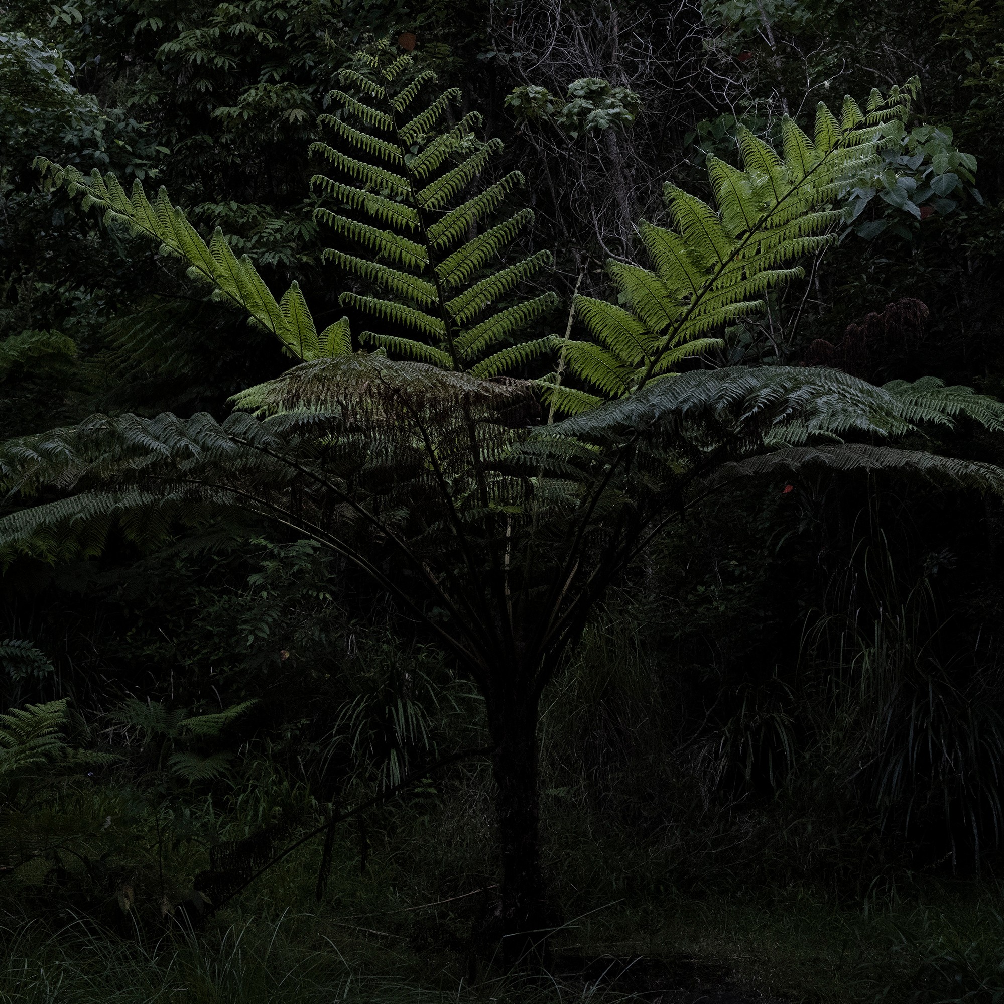Grown in the dark