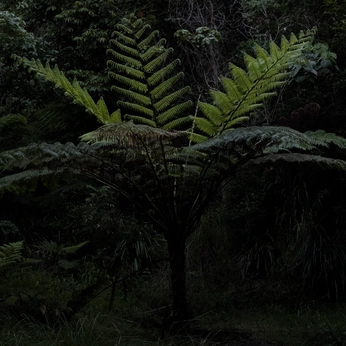 A cover of "nature" cluster. The owner is a.rivera. The cluster consists of 6 elements.