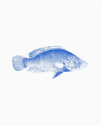 A cover of "fishfishfish" cluster. The owner is angelaca. The cluster consists of 2 elements.