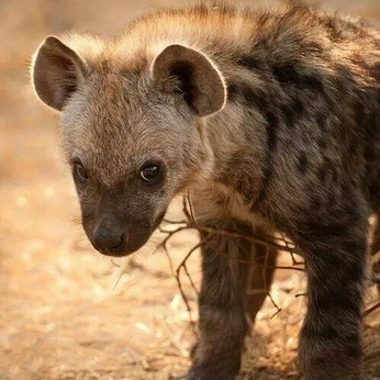 A cover of "You love me? Me?" cluster. The owner is wormguts. The cluster consists of 138 elements.