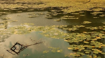 A cover of "i’m a forest." cluster. The owner is opowr92. The cluster consists of 12 elements.