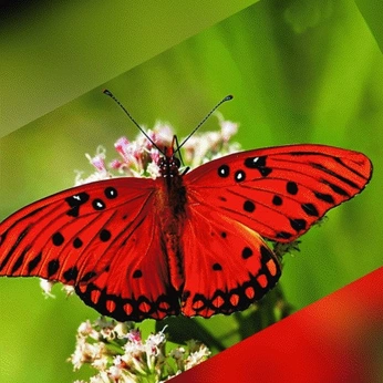 A cover of "Lyric." cluster. The owner is grrlypoodle. The cluster consists of 57 elements.