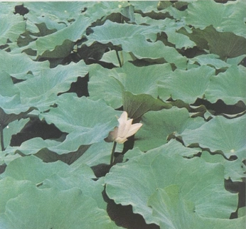 A cover of "nature 🌿" cluster. The owner is septembree. The cluster consists of 8 elements.