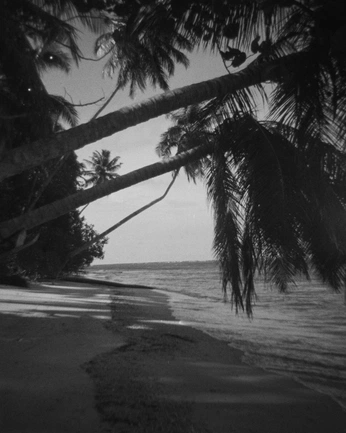 A cover of "Vegetation & Nature" cluster. The owner is joeperron. The cluster consists of 23 elements.