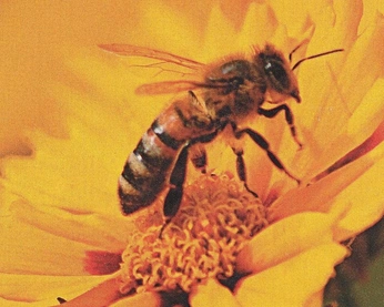 A cover of "maribu" cluster. The owner is karla212. The cluster consists of 55 elements.