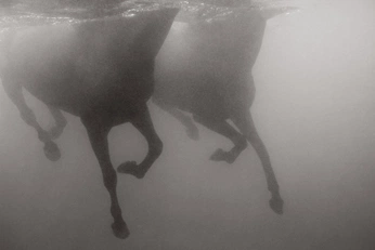 A cover of "Underwater" cluster. The owner is macadamczak. The cluster consists of 11 elements.