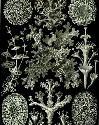 A cover of "Gioielli ss25" cluster. The owner is complicatedsig. The cluster consists of 20 elements.