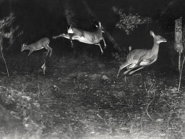 Wildlife photogrpahy