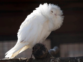 A cover of "pigeons" cluster. The owner is newbear. The cluster consists of 15 elements.