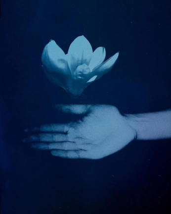 A cover of "Cyanotype" cluster. The owner is aurelielagoutte. The cluster consists of 2 elements.