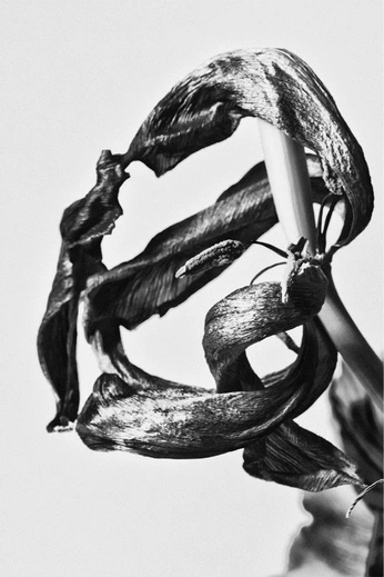 A cover of "Arepa" cluster. The owner is juanavrm. The cluster consists of 35 elements.