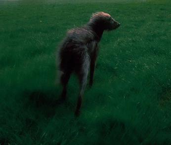 A cover of "Draw" cluster. The owner is itsamelia. The cluster consists of 1 element.