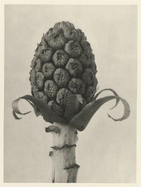 Karl Blossfeldt’s Urformen der Kunst (1928)