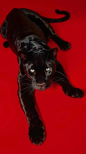 A cover of "stu" cluster. The owner is bamlak. The cluster consists of 17 elements.