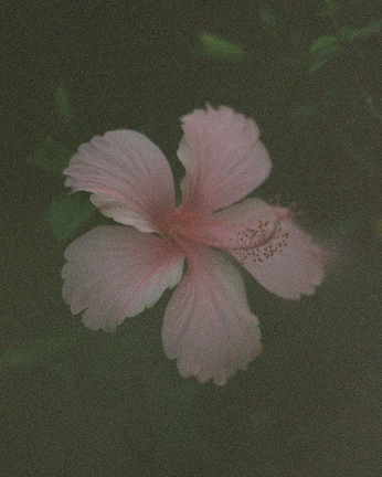 A cover of "Flowers" cluster. The owner is doeny. The cluster consists of 3 elements.