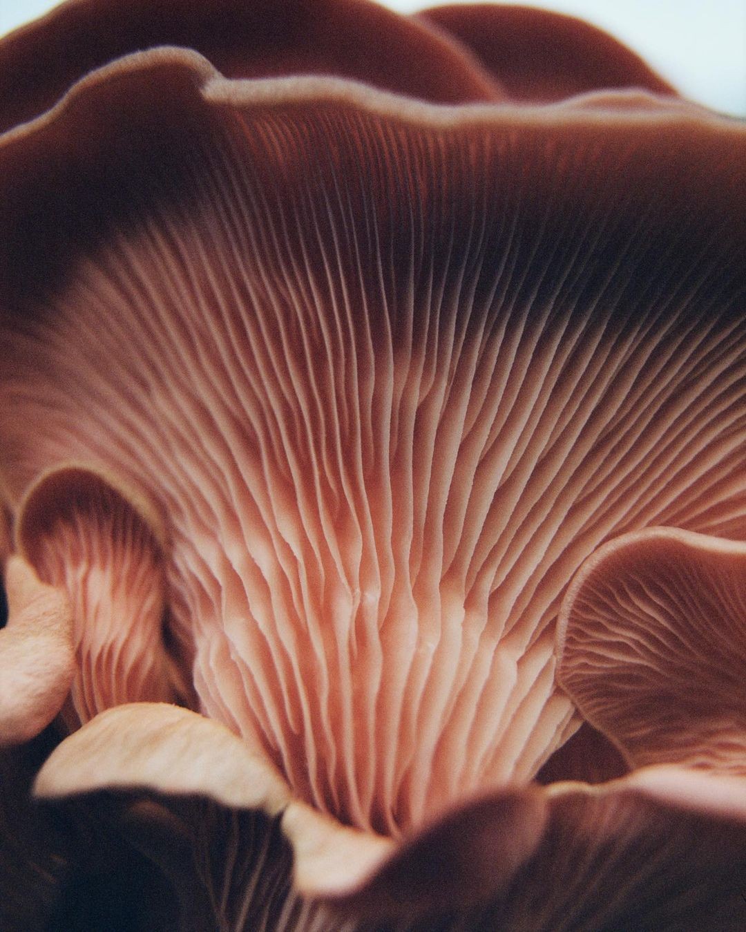 An Instagram  post added on Jan 23, 2024. The author is @artpartner. May present: zoe ghertner chloe, chloé, plant, flower, petal.