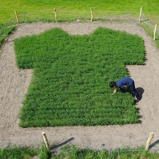 The One Field, One T-shirt land art installation by artist Takahiro Hasegawa.