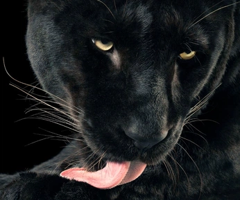 A cover of "Jackie" cluster. The owner is birdbrainbirdy. The cluster consists of 16 elements.