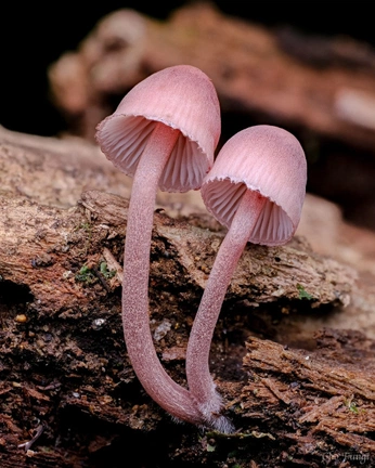 A cover of "Micologia" cluster. The owner is meniana. The cluster consists of 18 elements.