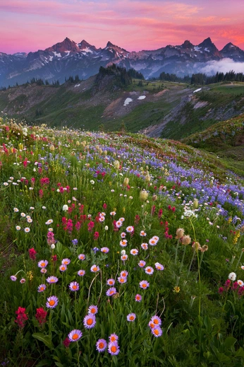 A cover of "Aesthetic Inspo" cluster. The owner is emowitch. The cluster consists of 109 elements.