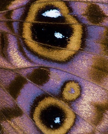 A cover of "butterfly" cluster. The owner is zimamuse. The cluster consists of 1 element.