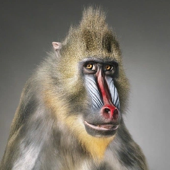 A cover of "Animals" cluster. The owner is niklaus. The cluster consists of 179 elements.