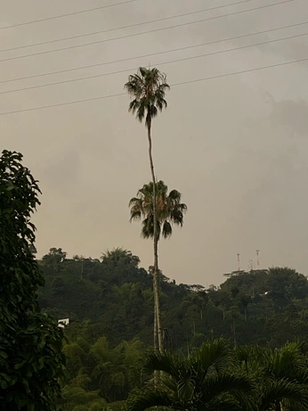 A cover of "natur" cluster. The owner is liivi. The cluster consists of 1 element.