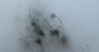 A cover of "formaccumulation" cluster. The owner is leeehrat. The cluster consists of 1 element.