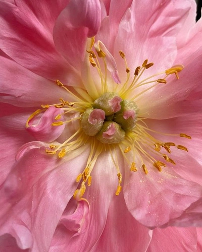 An Instagram  post added by undertuscansun on May 14, 2023. The author is @manonpaardenkooper. May present: flora, flower, plant, petal, pink.