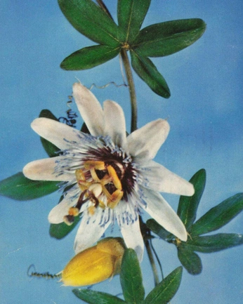 A cover of "Herbalism" cluster. The owner is naturesnursee. The cluster consists of 3 elements.