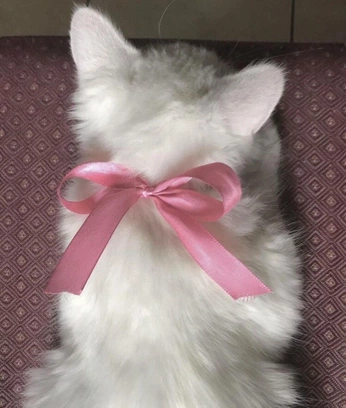 A cover of "Kitty" cluster. The owner is samuellovescows. The cluster consists of 26 elements.