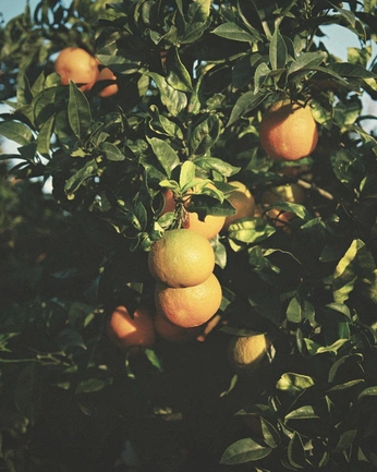 A cover of "IMPERIAL ORCHARD" cluster. The owner is savaso. The cluster consists of 25 elements.