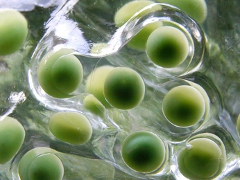 A cover of "NATURE" cluster. The owner is nacho. The cluster consists of 24 elements.