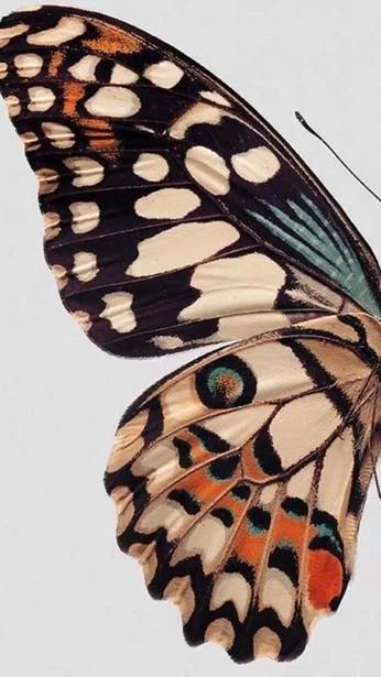 A cover of "wpp" cluster. The owner is rena333. The cluster consists of 19 elements.