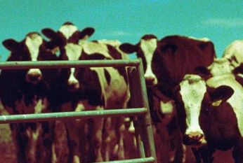 A cover of "Leather Industry" cluster. The owner is izabelaearth. The cluster consists of 37 elements.