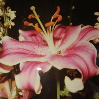 A cover of "my favorite at 6 yrs" cluster. The owner is ardenb. The cluster description is "the pink lilies specifically". The cluster consists of 16 elements.