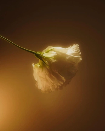 A cover of "Whisper" cluster. The owner is jubair. The cluster consists of 5 elements.