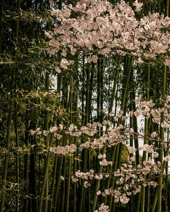 A cover of "Japan" cluster. The owner is amayalma. The cluster consists of 3 elements.