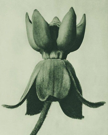 A cover of "flowers" cluster. The owner is hassantl. The cluster consists of 4 elements.