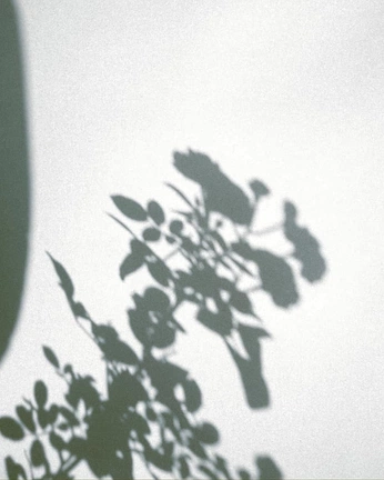 A cover of "Inspo" cluster. The owner is benedettaombroni. The cluster consists of 5 elements.