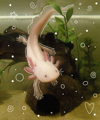 A cover of "inspo" cluster. The owner is h4nabanana. The cluster consists of 39 elements.